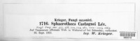Sphaerotheca castagnei image